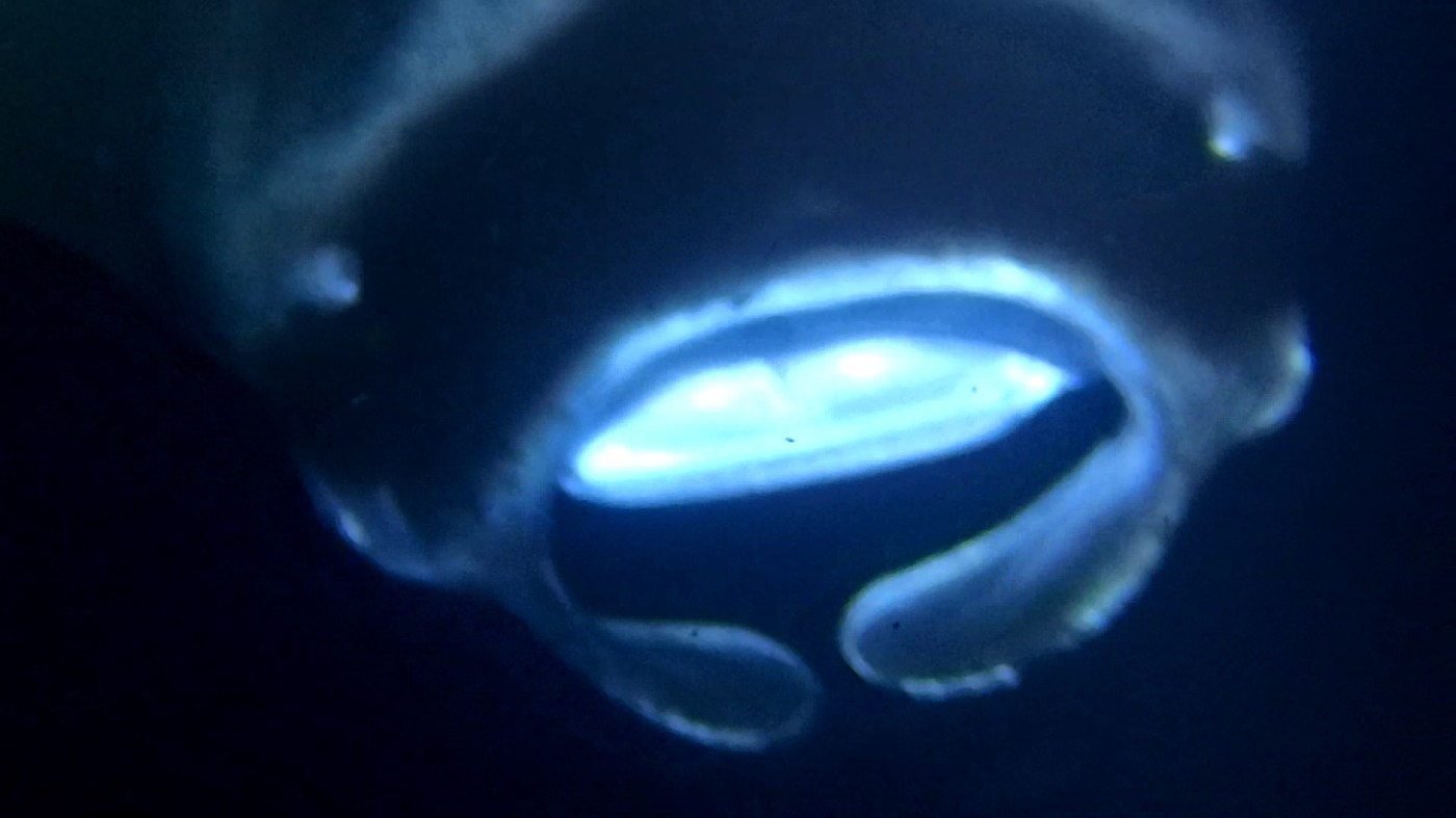 Giant oceanic manta ray encounter during dive in Hawaii off the coast of Kona