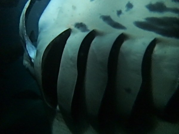 Giant oceanic manta ray encounter during dive in Hawaii off the coast of Kona