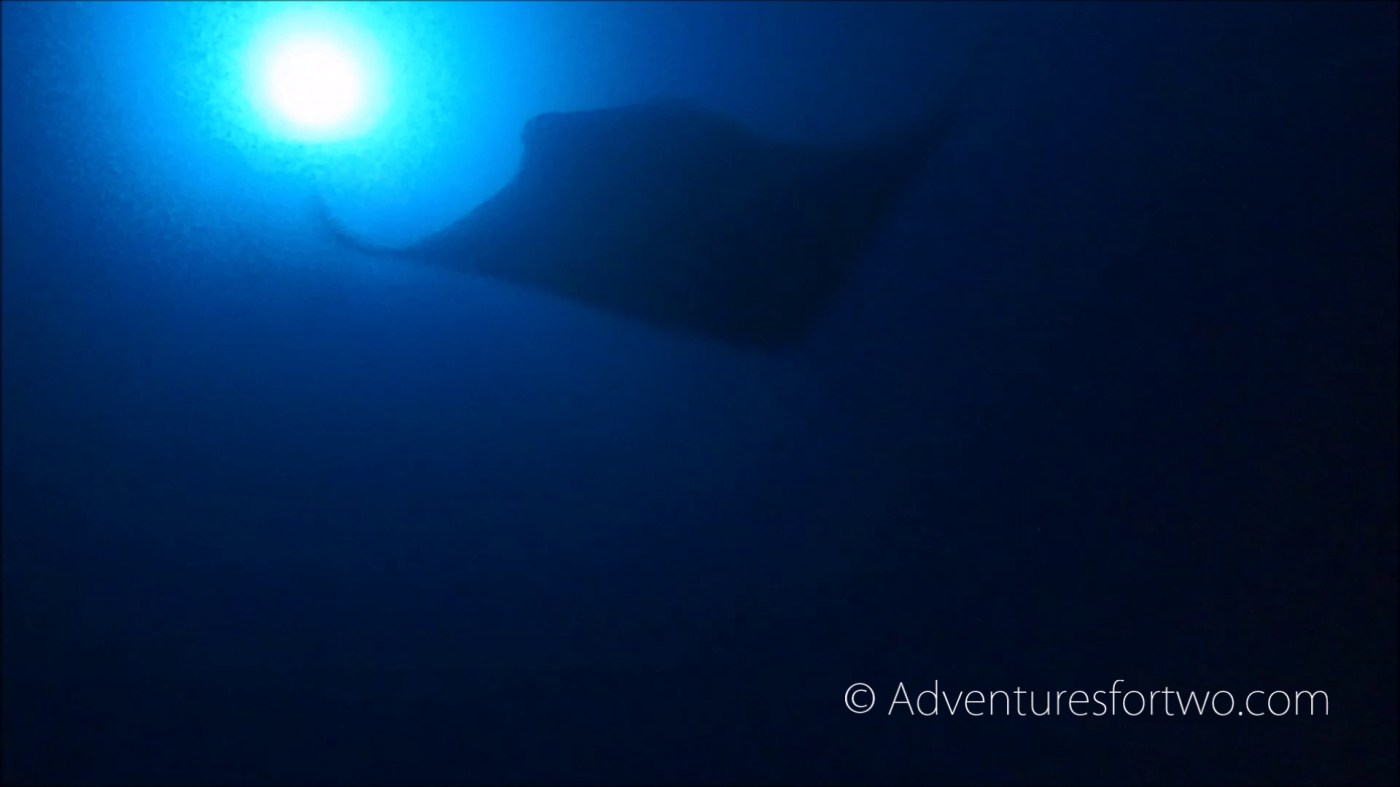 Giant oceanic manta ray encounter during dive in Hawaii off the coast of Kona