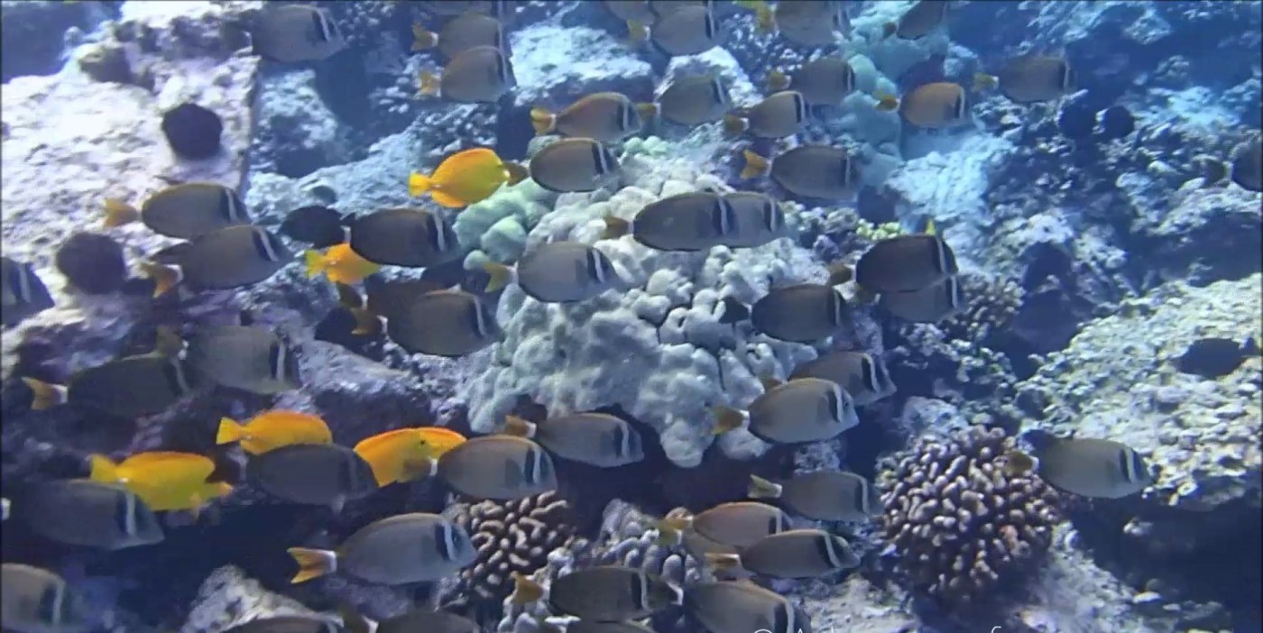 Captain Cook Coral Reef and beautiful fish at Kealakekua Bay