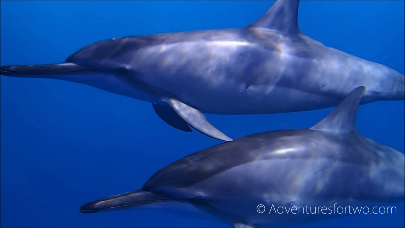 Wild dolphins during a dive off the Kona coast in Hawaii