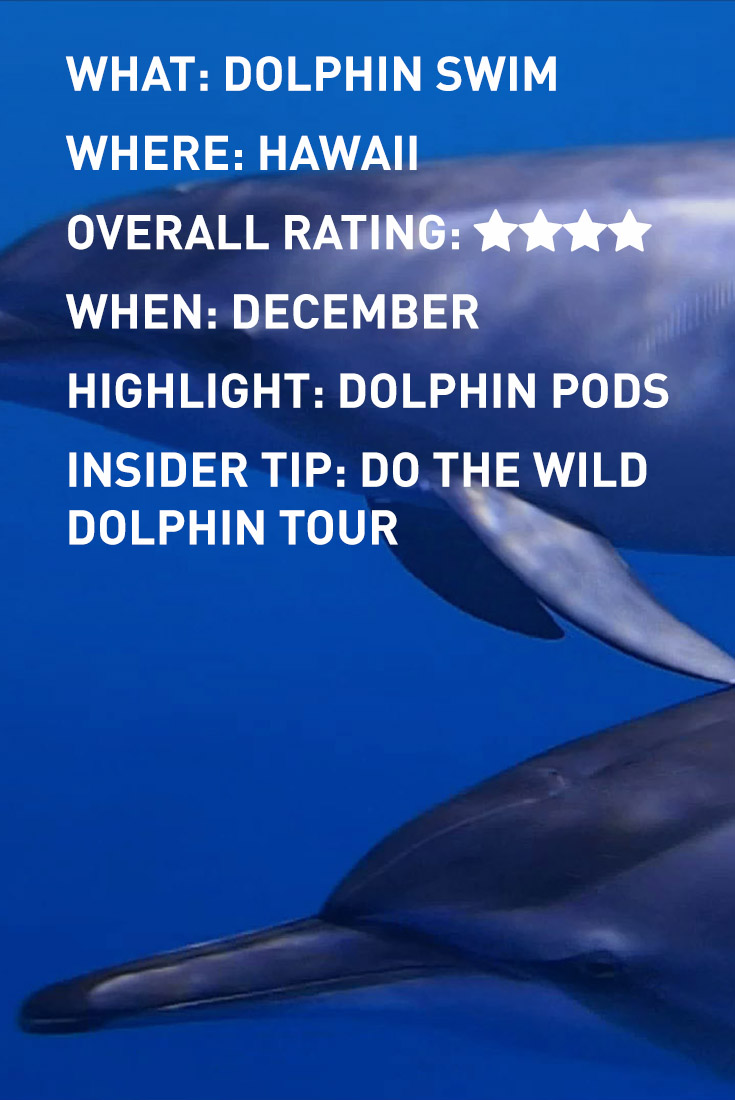 HAWAII DOLPHIN INFOGRAPHIC