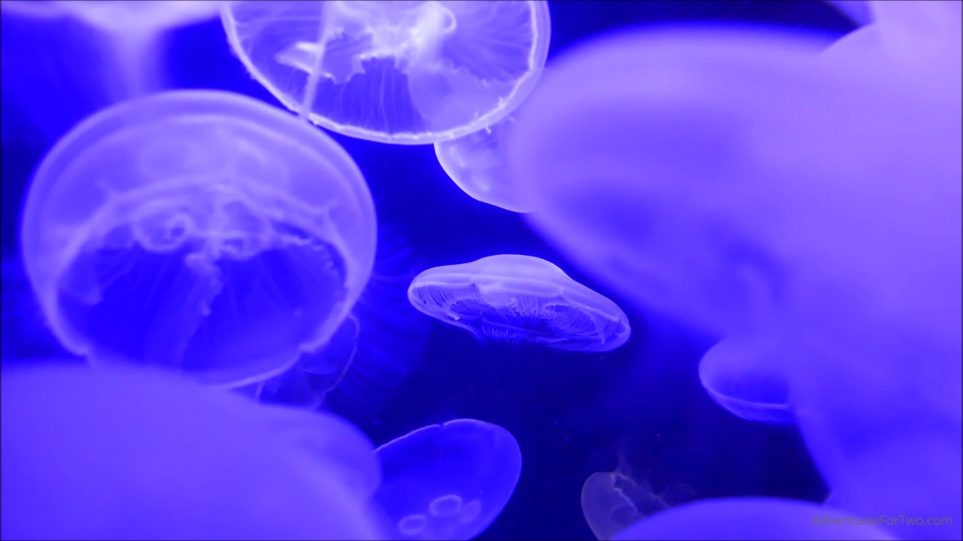 Purple jellyfish