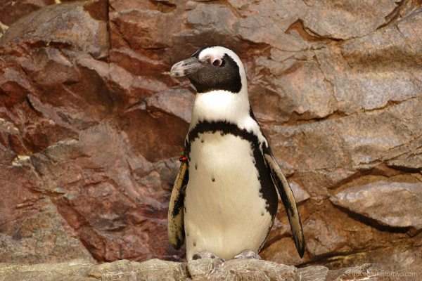 Penguin Boston Aquarium