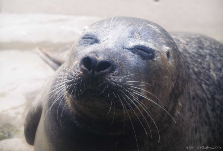 Boston Aquarium Seals
