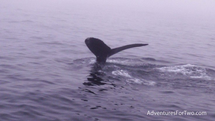 whale watching Boston