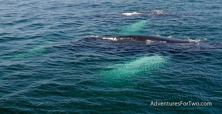 whale watching Boston