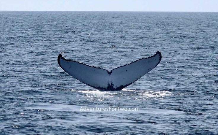 whale watching Boston