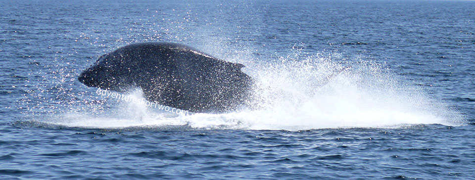 whale jumping