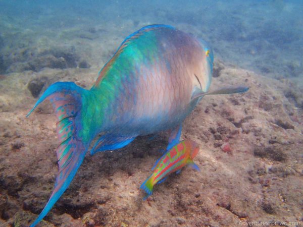 Hanauma Bay snorkeling Parrotfish
