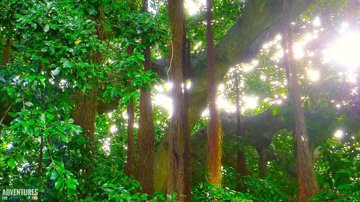 Bermuda Hamilton Park