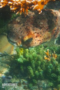 bermuda CATAMARAN SNORKEL PIN