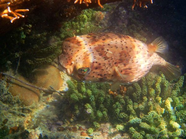 Bermuda snorkeling puffer fish