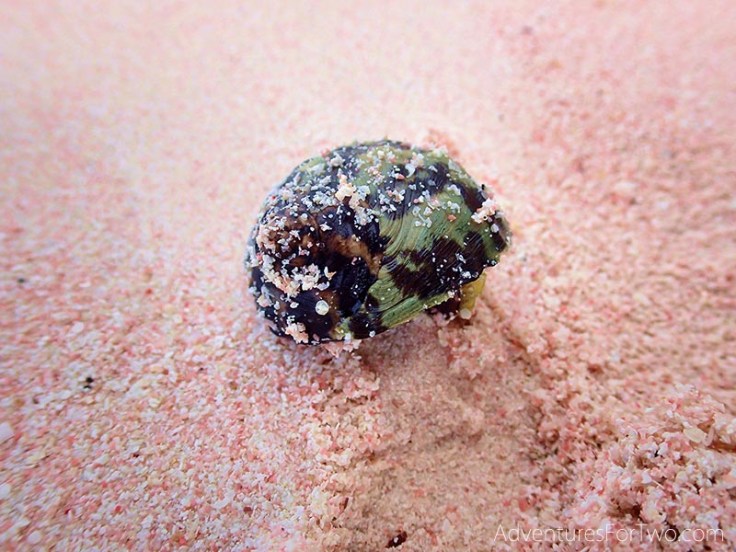 Horseshoe Bay Beach Pink Sand Bermuda