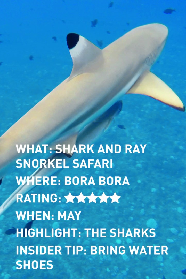 bora-bora-sharks-infographic