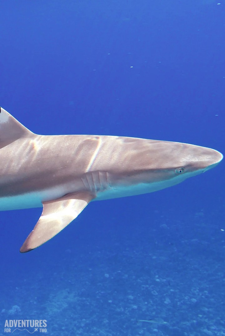 bora-bora-sharks-pin