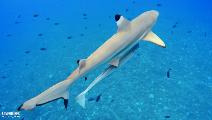 black tip shark